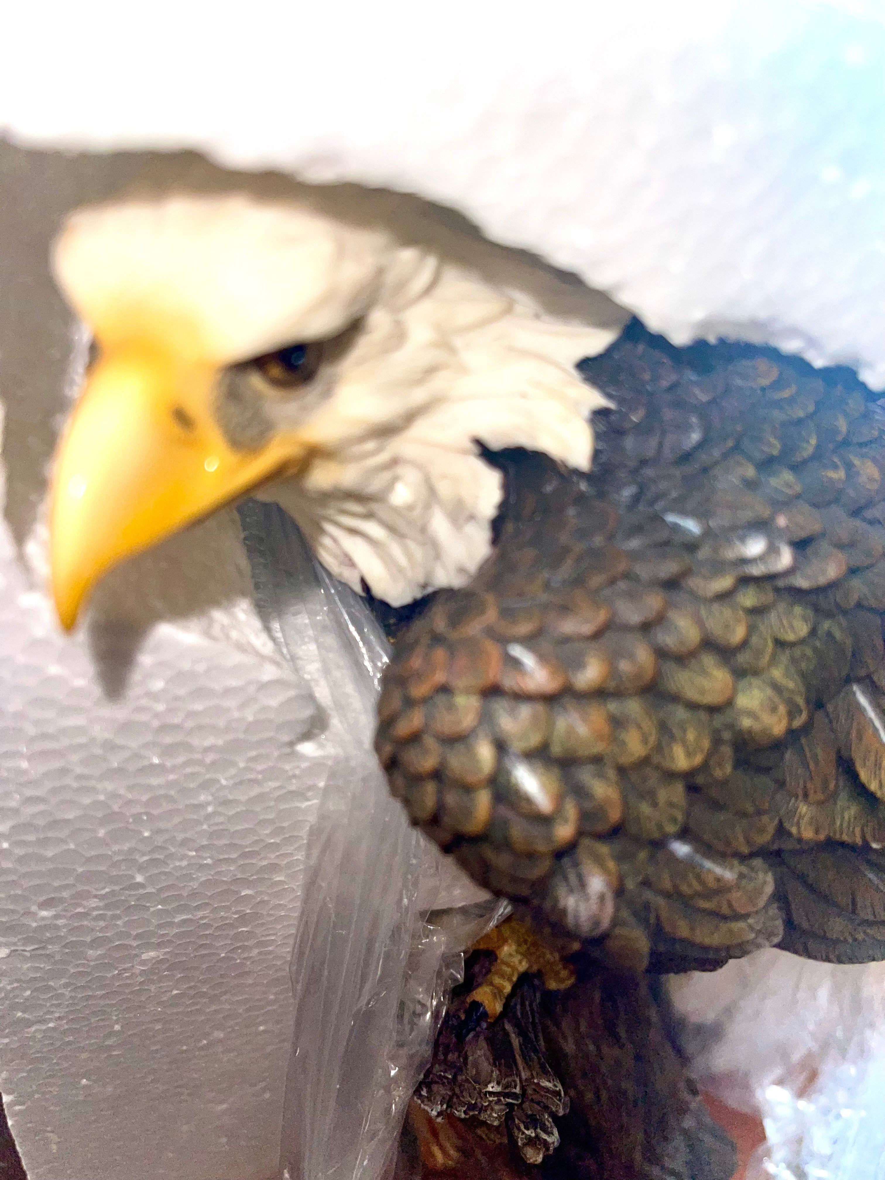 Eagle sitting on a branch